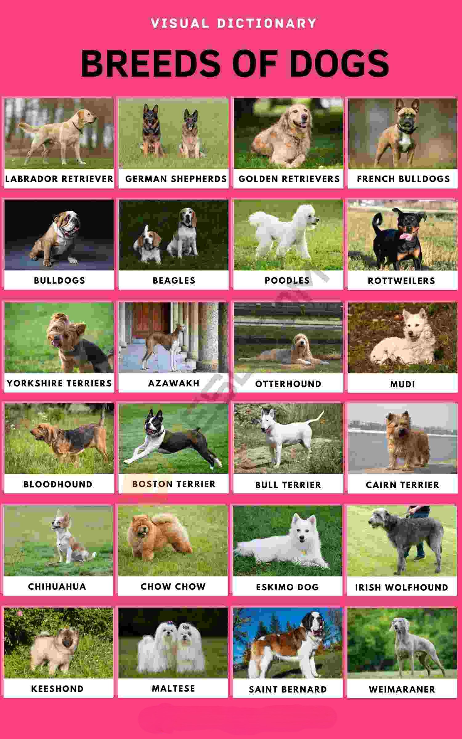 Dogs-web