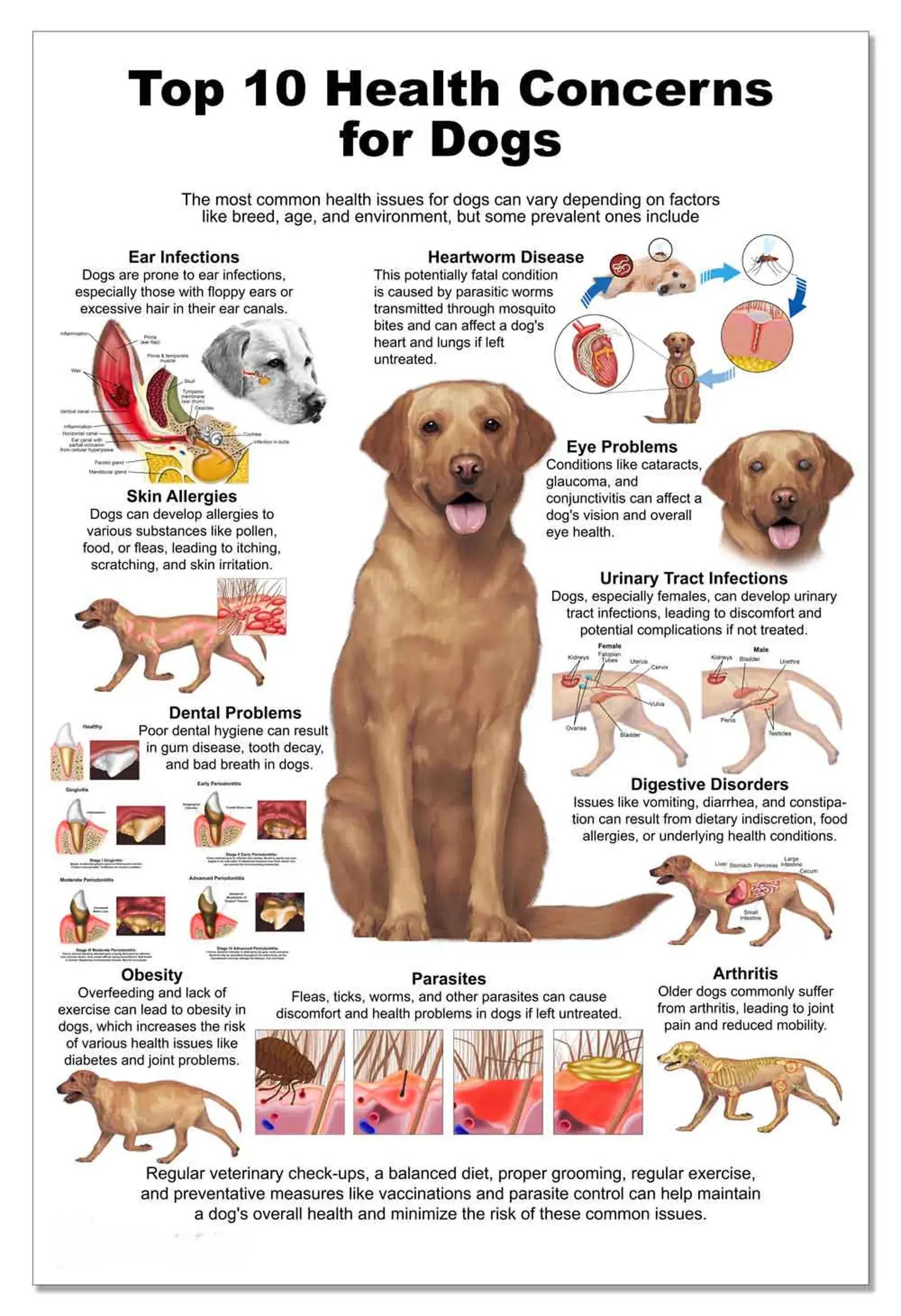 Dogs-web